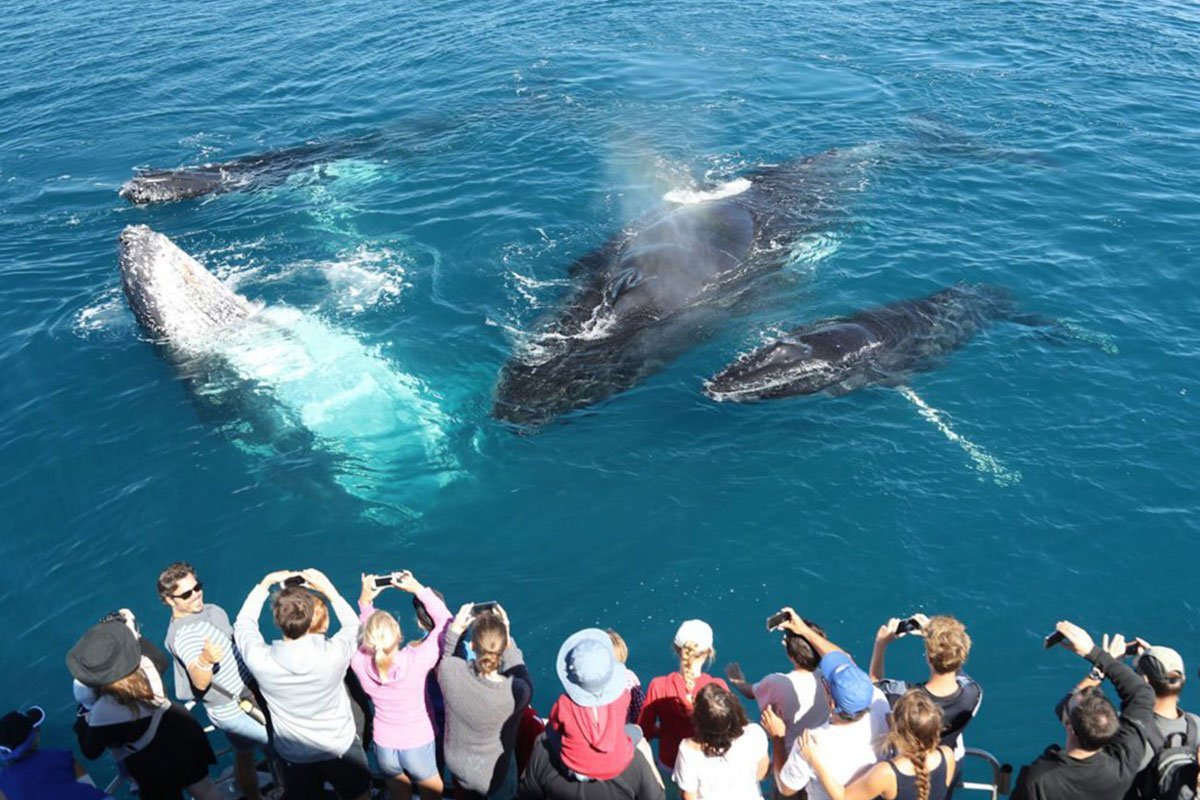 Blue Whale Watching